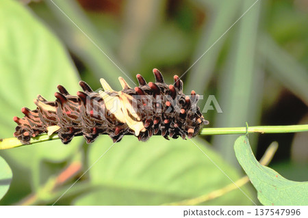 Larvae of the musk 137547996