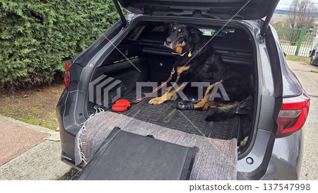 Dog safety and accessibility with ramp in car trunk for travel convenience Dog safety and accessibility with ramp in car trunk for travel convenience 137547998
