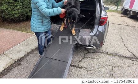 Assistance for dogs: ramp for safe and easy car access Assistance for dogs: ramp for safe and easy car access 137548001
