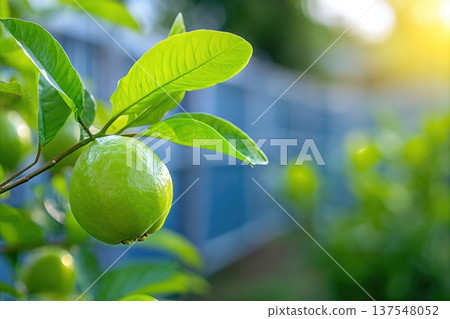 Close up of Guava Fruit Growing in Garden With Clear Background for Nature Lovers 137548052