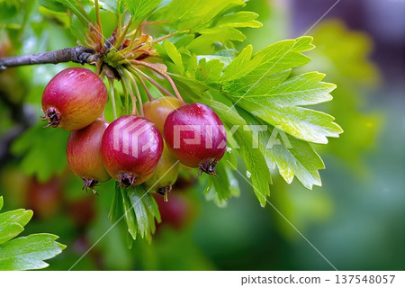 Close up View of Hawthorn Berries Growing in the Garden With Greenery Around Close up View of Hawthorn Berries Growing in the Garden With Greenery Around 137548057