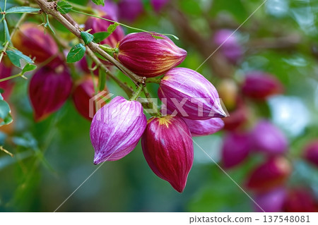 Kola Nuts Grow in a Garden With Rich Colors and Organic Details Under Bright Sunlight Kola Nuts Grow in a Garden With Rich Colors and Organic Details Under Bright Sunlight 137548081