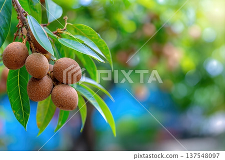 Close up of Macadamia Nuts Growing in a Garden With Green Leaves and Copy Space 137548097