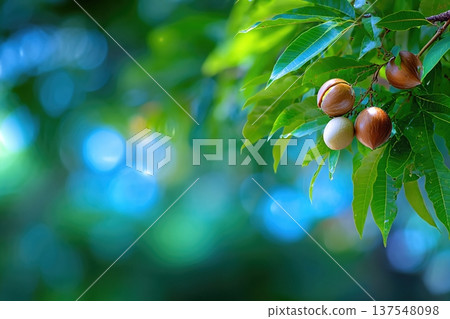 Close up of Macadamia Nuts Growing on Tree Branches in Garden With Blurred Background 137548098