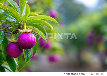 Close up View of Mangosteen Fruit Growing in a Garden With Space for Copy 137548105