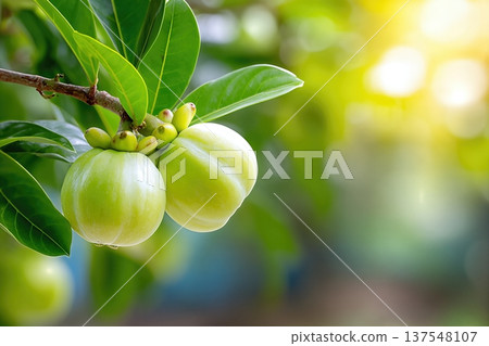Mangosteen Fruit Develops on a Tree Branch in a Garden Setting 137548107