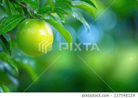 Close up of Passion Fruit in Garden With Green Leaves and Blurred Background Space Close up of Passion Fruit in Garden With Green Leaves and Blurred Background Space 137548129