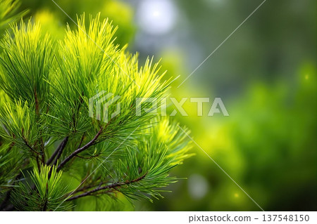Close up View of Pine Branches in Forest With Room for Text and Green Background Close up View of Pine Branches in Forest With Room for Text and Green Background 137548150