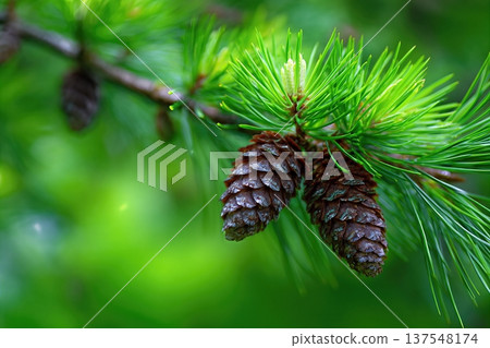 Pine Nuts on a Tree Branch in a Green Forest With Space for Text 137548174
