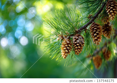 Close up View of Pine Nuts Developing on Tree Branch Under Natural Light in Garden Close up View of Pine Nuts Developing on Tree Branch Under Natural Light in Garden 137548175