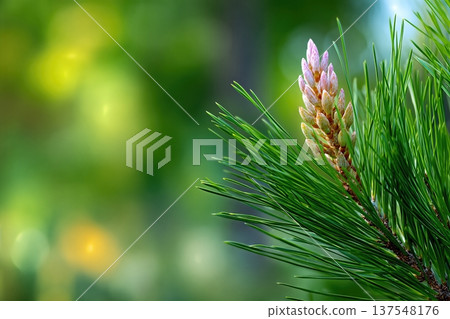 Pine Nuts Are Seen Growing on a Branch in the Garden 137548176