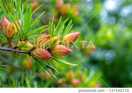 Close up View of Pine Nuts Growing in Garden With Space for Text 137548178