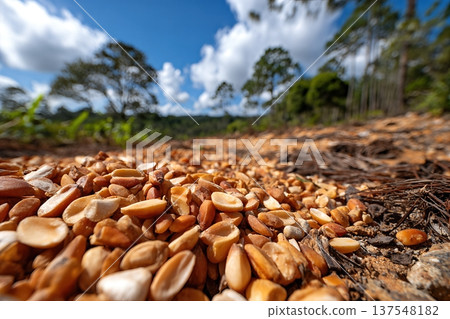 Close up View of Pine Nuts Scattered on Forest Floor With Space for Text Above Close up View of Pine Nuts Scattered on Forest Floor With Space for Text Above 137548182