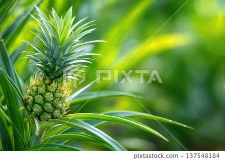Close up View of Pineapple Growing in Garden With Green Leaves and Space for Text 137548184