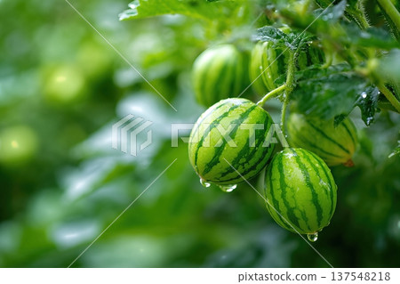 Watermelon Berries Grow on Vines With Water Droplets in a Garden Setting Watermelon Berries Grow on Vines With Water Droplets in a Garden Setting 137548218