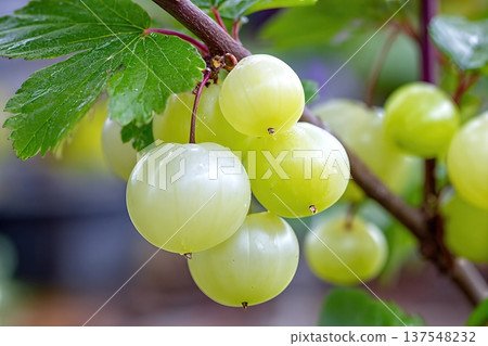 Snowball Tree Berries Grow in Garden During Bright Day With Clear Blue Sky 137548232