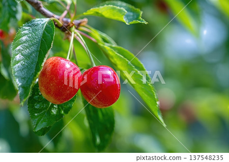 Sour Cherry Close up in Garden With Fresh Leaves and Copy Space for Text Sour Cherry Close up in Garden With Fresh Leaves and Copy Space for Text 137548235
