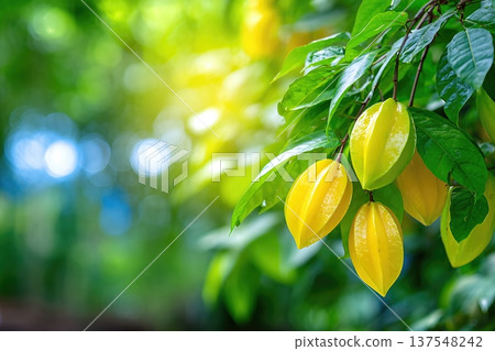Star Fruit Develops on Branches in a Garden With Lush Green Leaves Star Fruit Develops on Branches in a Garden With Lush Green Leaves 137548242