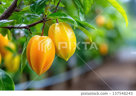 Star Fruit Grows on Trees in a Garden Ready for Harvest in Warm Weather 137548243