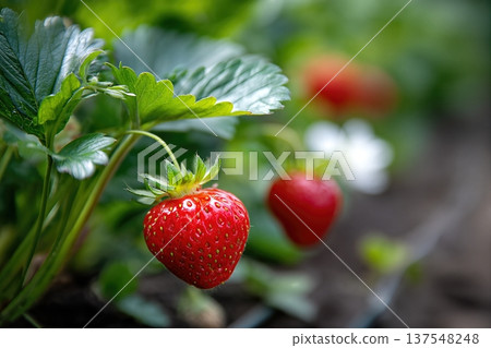 Strawberries Grow on Plants in a Garden 137548248