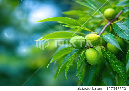 Close up View of Walnut Nuts Growing on a Tree Branch in the Garden Close up View of Walnut Nuts Growing on a Tree Branch in the Garden 137548250