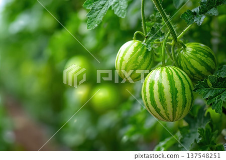 Close up View of Watermelon Berries Growing in a Garden During a Sunny Day 137548251