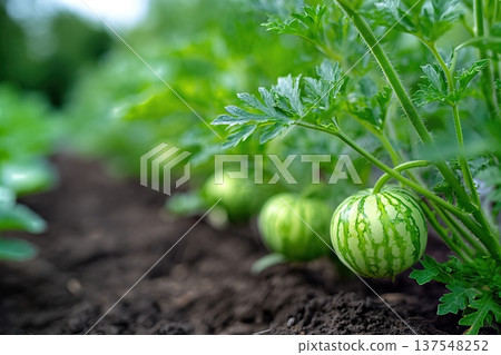 Close up of Watermelon Berries Growing in a Garden During Summer Season in Sunlight Close up of Watermelon Berries Growing in a Garden During Summer Season in Sunlight 137548252
