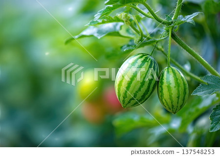 Close up of Watermelon Berries Growing in the Garden With Green Leaves in Summer Season Close up of Watermelon Berries Growing in the Garden With Green Leaves in Summer Season 137548253