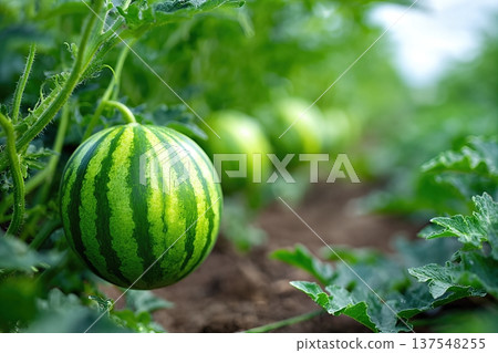Watermelon Close up View in Garden With Green Vines and Soil Below for Summer Harvest Watermelon Close up View in Garden With Green Vines and Soil Below for Summer Harvest 137548255