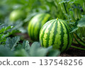Close up View of Growing Watermelon in Garden With Green Leaves and Space for Text 137548256