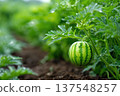 Growing Watermelon in Garden With Green Leaves and Soil in Background 137548257