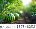 Watermelon Grows in Garden Close up With Space for Text and Green Plants Around 137548258