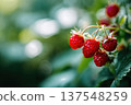 Close up View of Wild Strawberries Growing in Forest During Summer Season 137548259