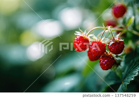 Close up View of Wild Strawberries Growing in Forest During Summer Season Close up View of Wild Strawberries Growing in Forest During Summer Season 137548259