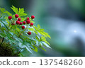 Close up View of Wild Strawberries Growing in the Forest During Summer Months 137548260