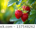 Wild Strawberries Grow Close to the Ground in the Garden During Warm Sunny Weather 137548262