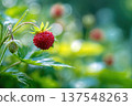 Close up View of Wild Strawberries Growing in Garden on Sunny Day 137548263
