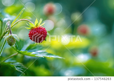 Close up View of Wild Strawberries Growing in Garden on Sunny Day 137548263