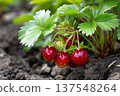 Wild Strawberries Grow in Garden Close up During Sunny Day 137548264