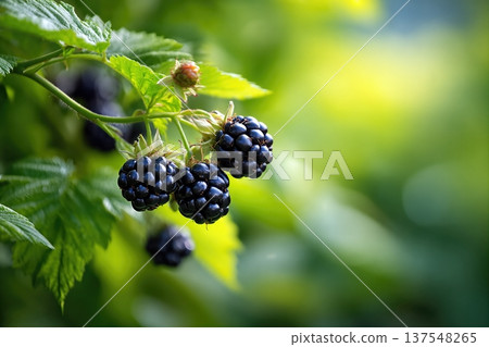 Blackberries Growing in a Garden Close up With Green Leaves in the Background Blackberries Growing in a Garden Close up With Green Leaves in the Background 137548265