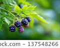 Blackberries Growing on a Vine in a Garden During Late Summer Season 137548266