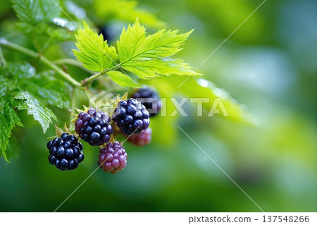 Blackberries Growing on a Vine in a Garden During Late Summer Season Blackberries Growing on a Vine in a Garden During Late Summer Season 137548266