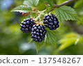 Close up View of Blackberries Growing on the Vine in a Garden During Summer Season 137548267