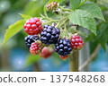 Blackberries Grow in a Garden During Summer Near Green Leaves and Stems 137548268