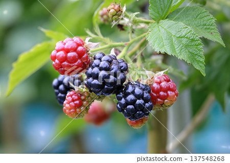 Blackberries Grow in a Garden During Summer Near Green Leaves and Stems Blackberries Grow in a Garden During Summer Near Green Leaves and Stems 137548268