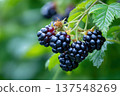 Blackberries Growing in the Garden Surrounded by Green Leaves and Branch Space 137548269
