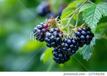 Blackberries Growing in the Garden Surrounded by Green Leaves and Branch Space Blackberries Growing in the Garden Surrounded by Green Leaves and Branch Space 137548269