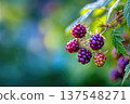 Blackberries Growing on a Branch in the Garden With Space for Text 137548271