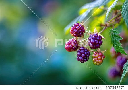 Blackberries Growing on a Branch in the Garden With Space for Text 137548271