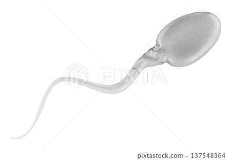 Sperm cell, spermatozoon. Symbol of male fertility, fertilization, reproduction, and reproductive medicine, 3d rendering 137548364